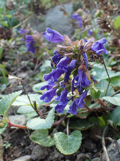 Dracocephalum rupestre (dragonhead) purple flowers with green leaves on a natural background