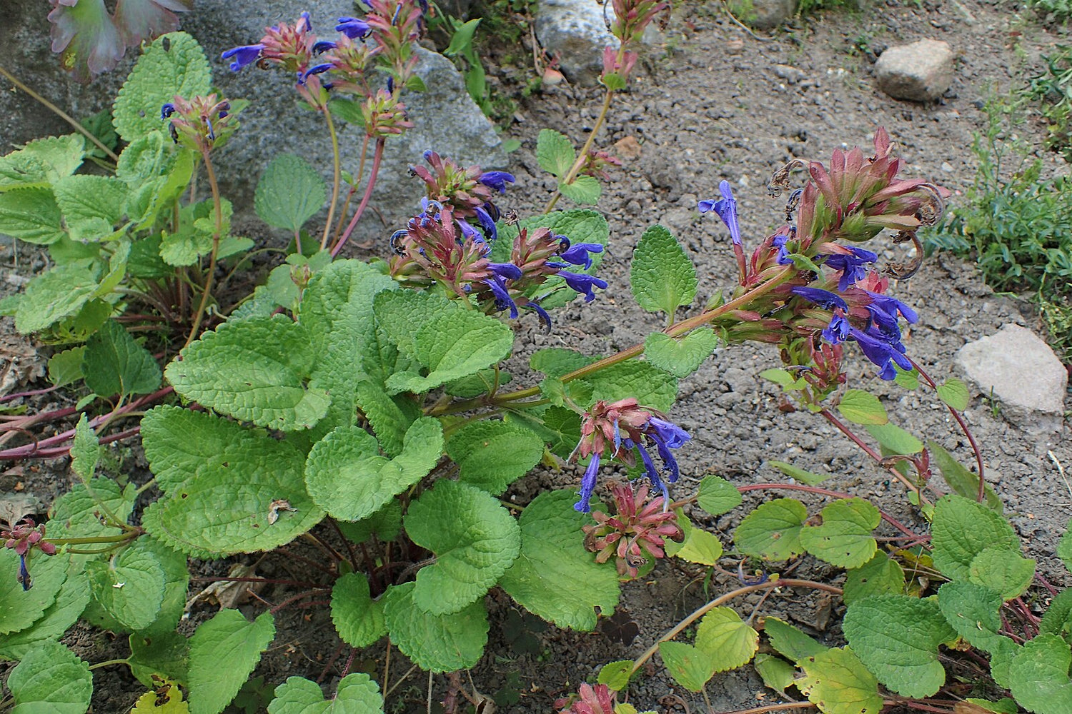 Dracocephalum rupestre (dragonhead) green leaves and purple flowers on a rocky ground