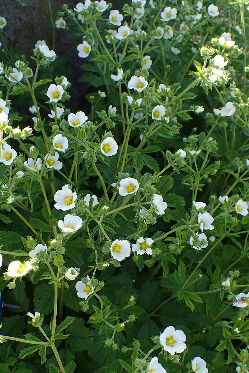 Potentilla rupestris profusely blooming