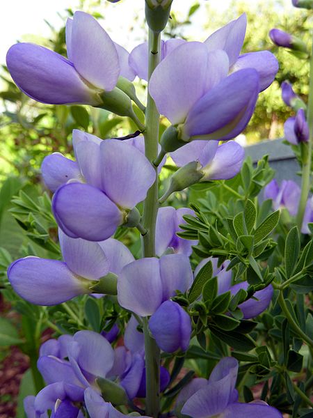 Dwarf wild indigo flowers