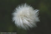 Trichophorum alpinum (alpine bulrush) cotton