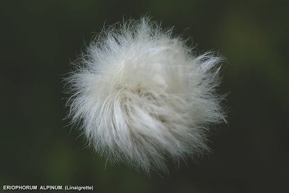 Trichophorum alpinum (alpine bulrush) cotton