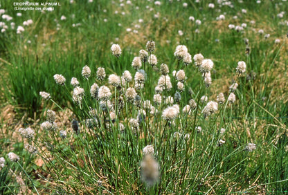 Trichophorum alpinum (alpine bulrush)