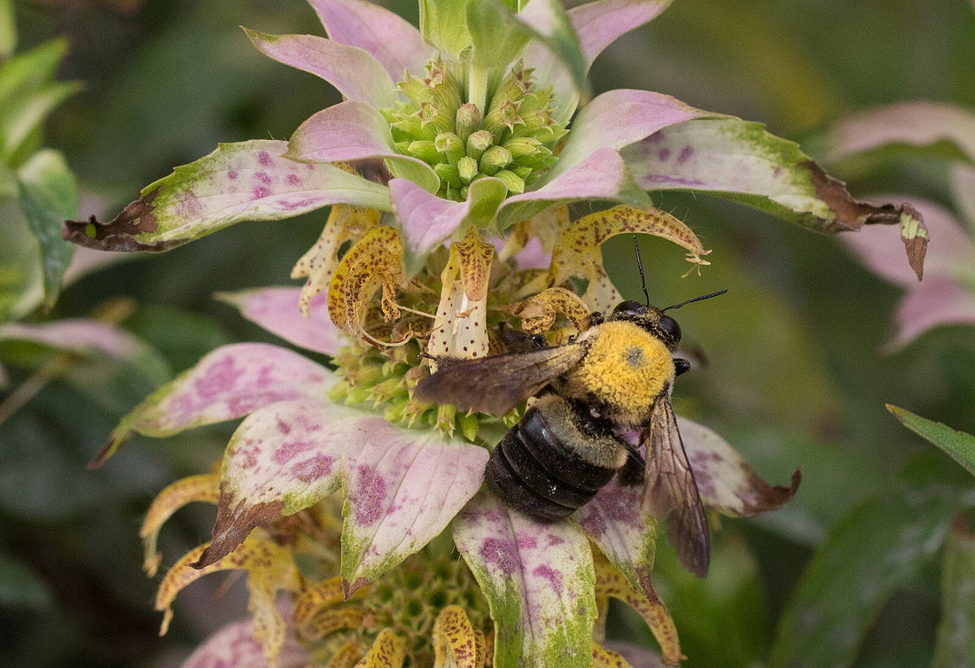 Monarda punctata | spotted bee balm