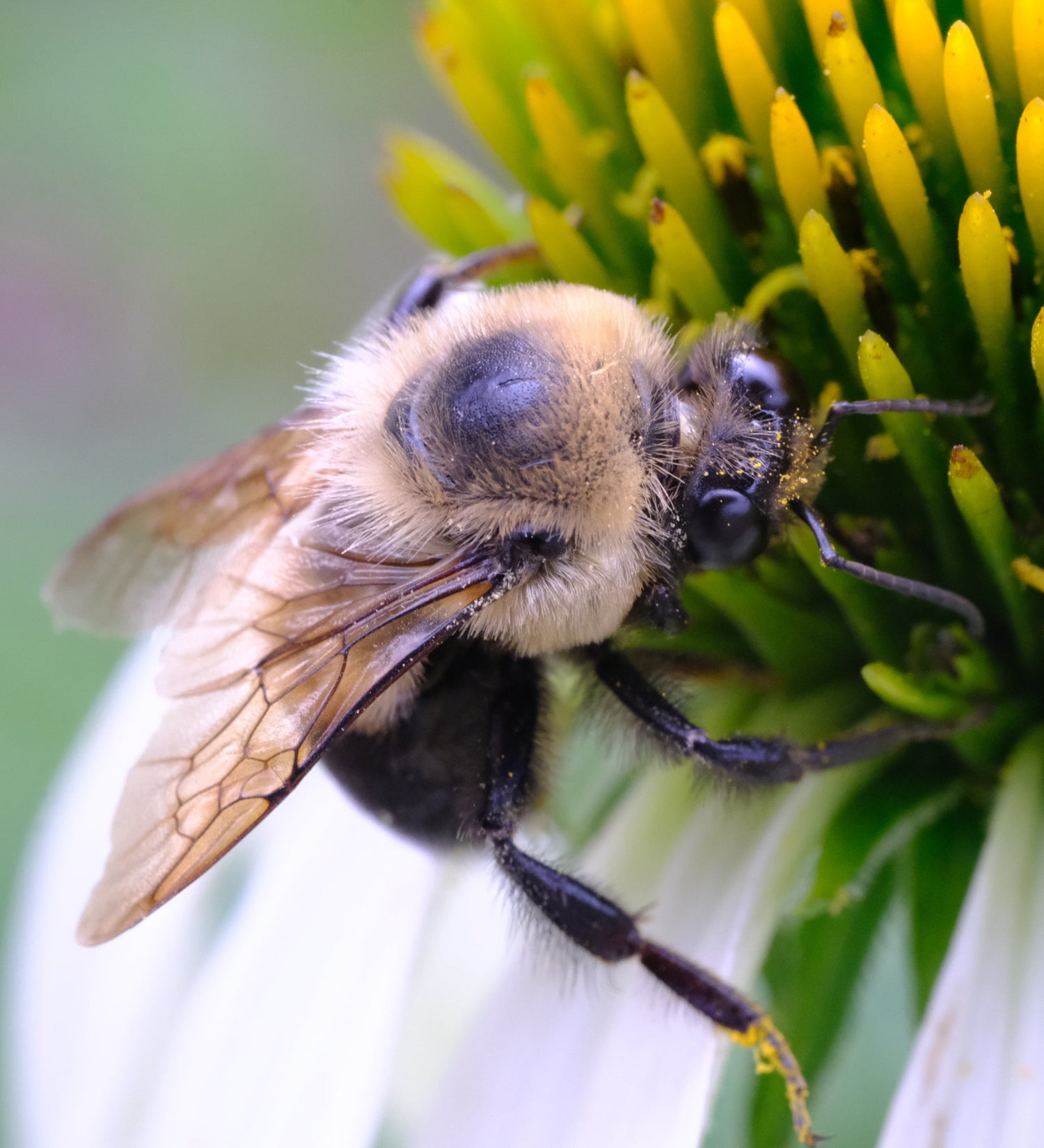 Bumble bee collecting pollen from Echinacea white swan