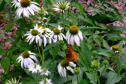 Echinacea purpurea &