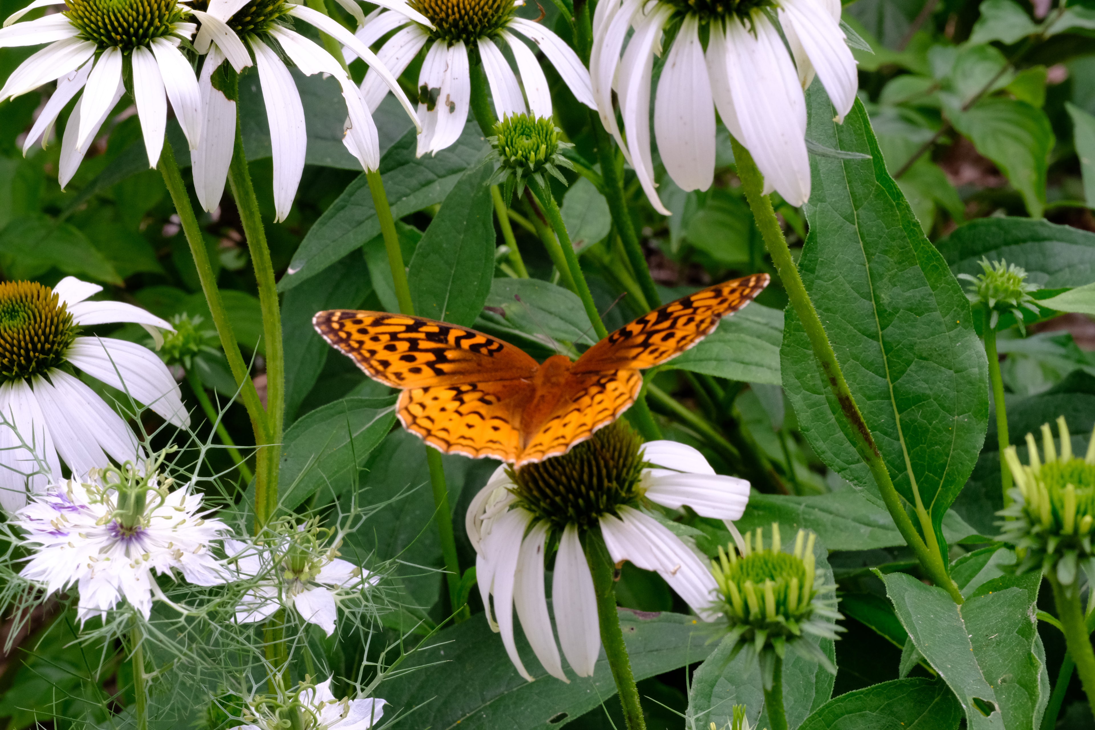 Echinacea purpurea &