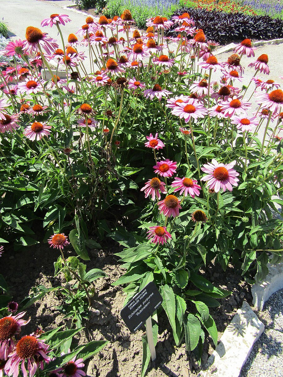 Echinacea purpurea &