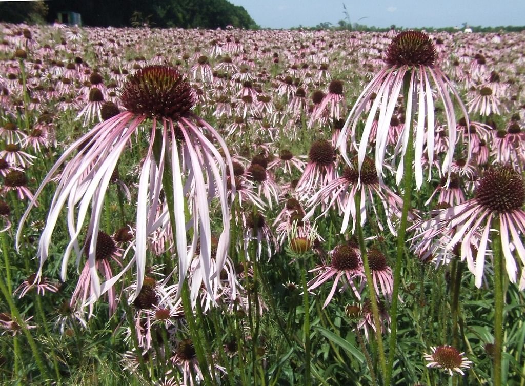 Echinacea pallida (pale purple coneflower)