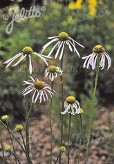 Echinacea pallida &