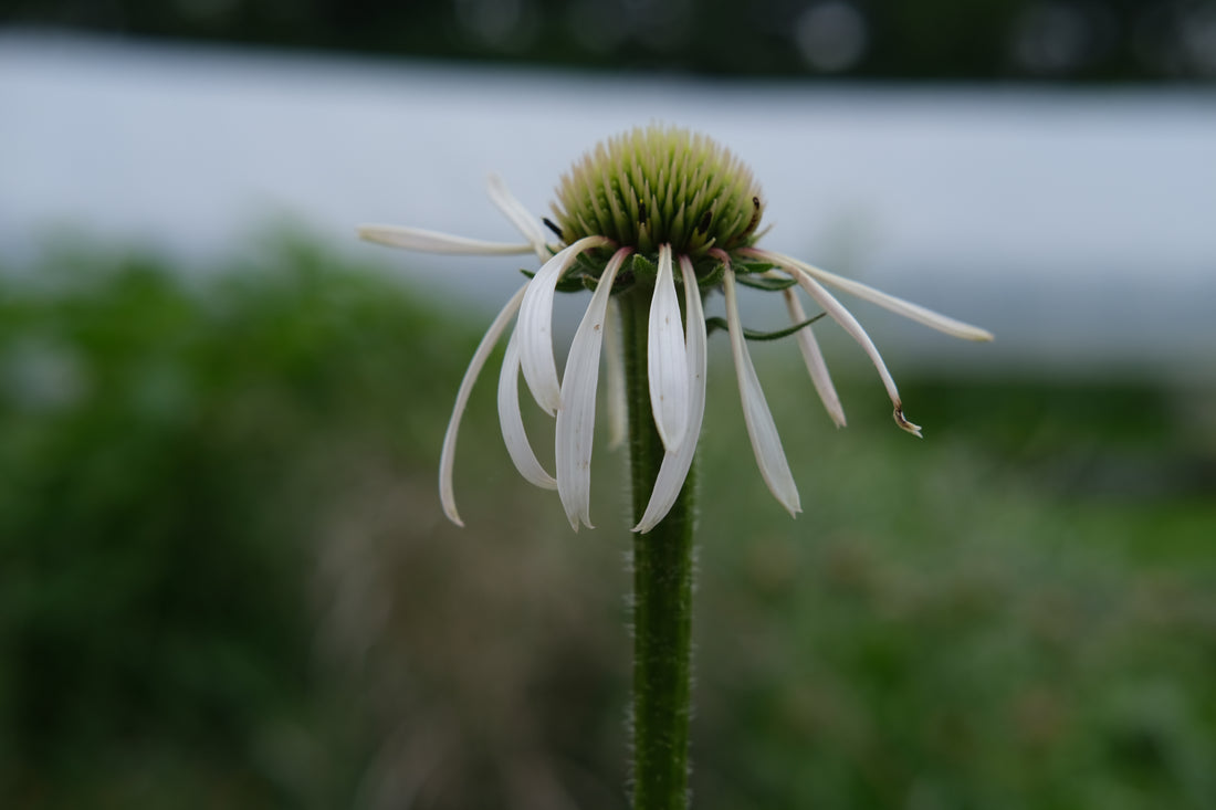 Echinacea pallida &