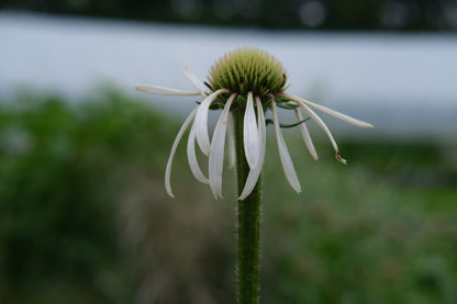 Echinacea pallida &