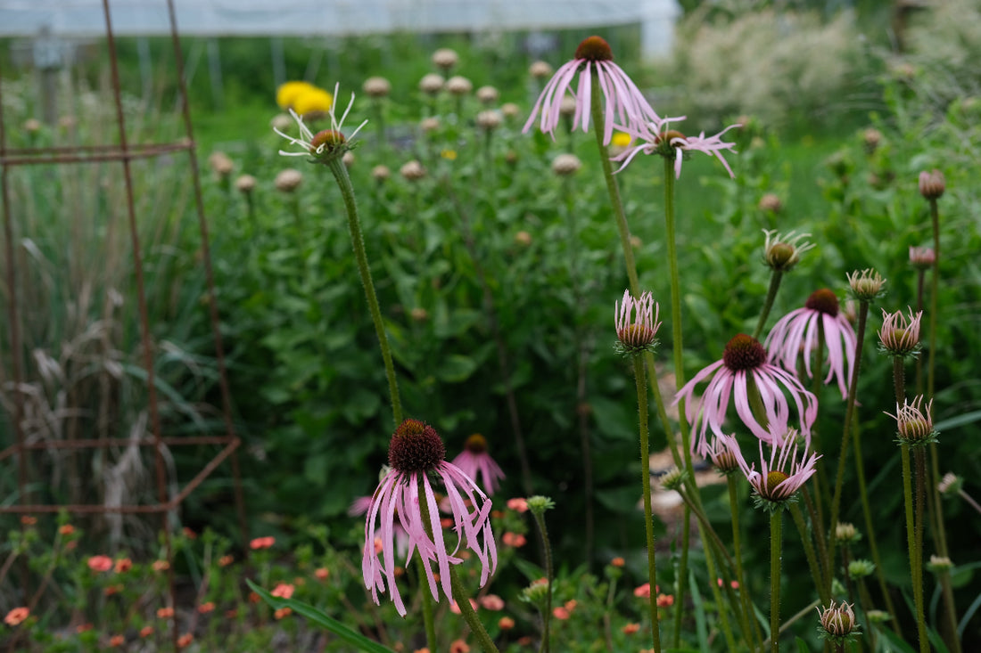 Echinacea pallida (pale purple coneflower) in the garden