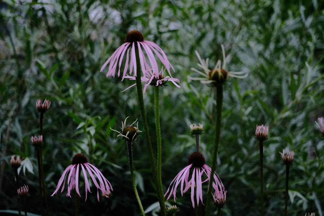 Echinacea pallida (pale purple coneflower) flowers with drooping petals
