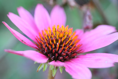 Echinacea purpurea &