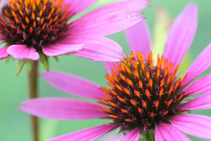 Echinacea purpurea &