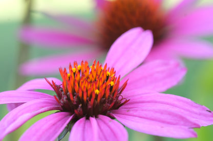 Echinacea purpurea &