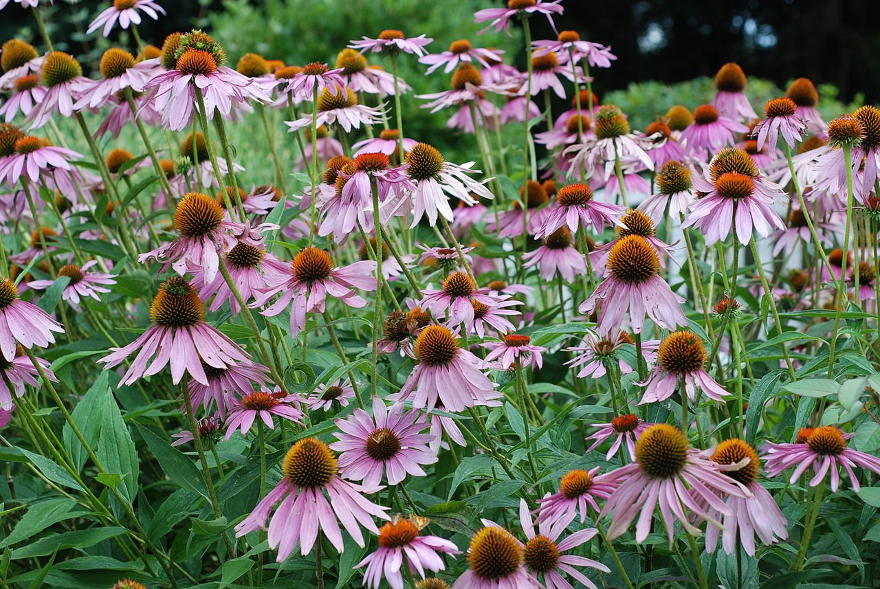 Echinacea purpurea (coneflower)