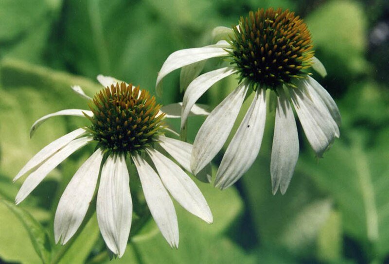 Echinacea purpurea &