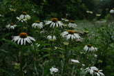 White coneflowers with golden centers in a field (Echinacea purpurea &