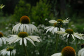 White coneflowers with golden centers in a garden setting (Echinacea purpurea &