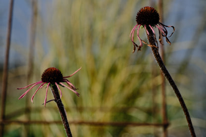 Echinacea simulata (Ozark coneflower) blooms in the late fall garden