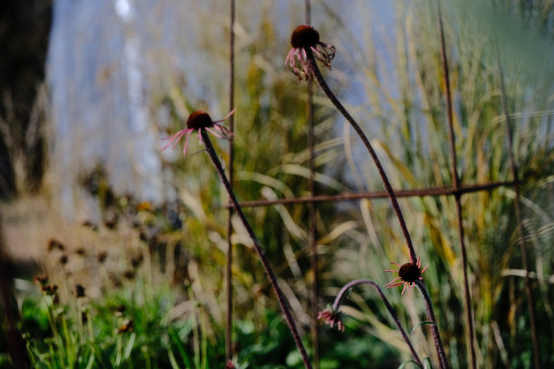 Echinacea simulata (Ozark coneflower) in the late fall garden