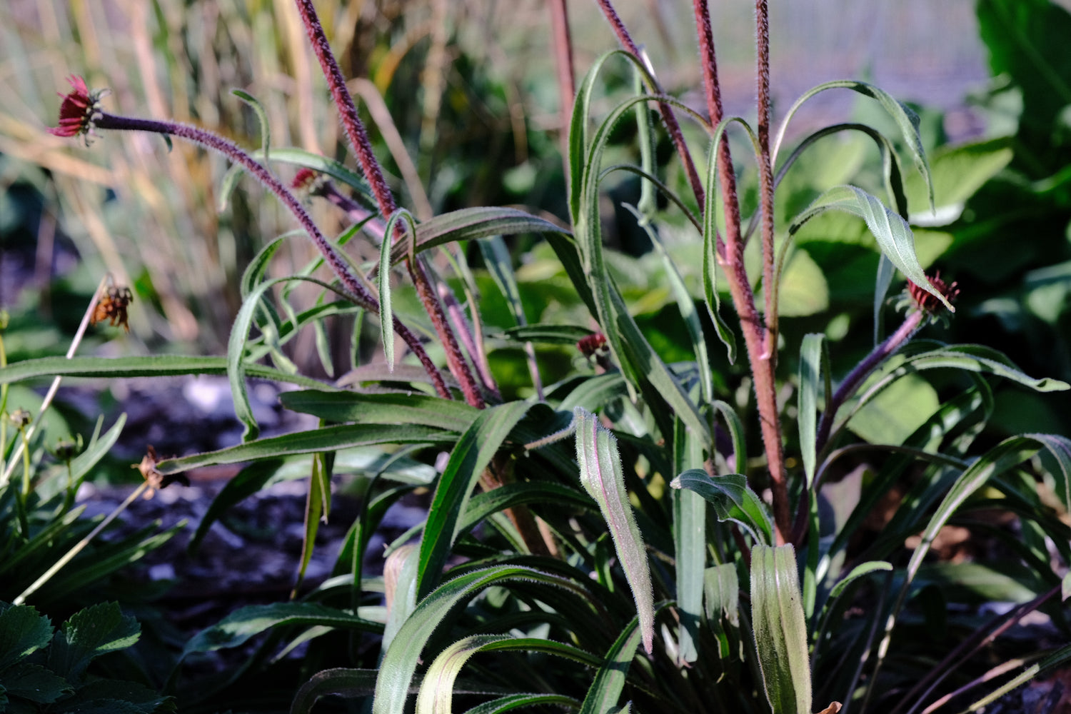 Echinacea simulata (Ozark coneflower) foliage