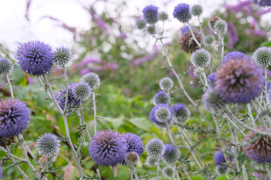 Echinops ritro ssp. ruthenicus 'Platinum Blue'