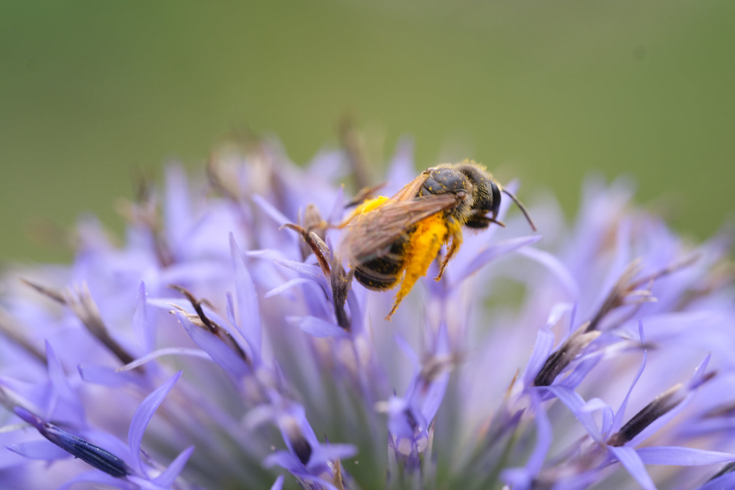 Echinops ritro ssp. ruthenicus &