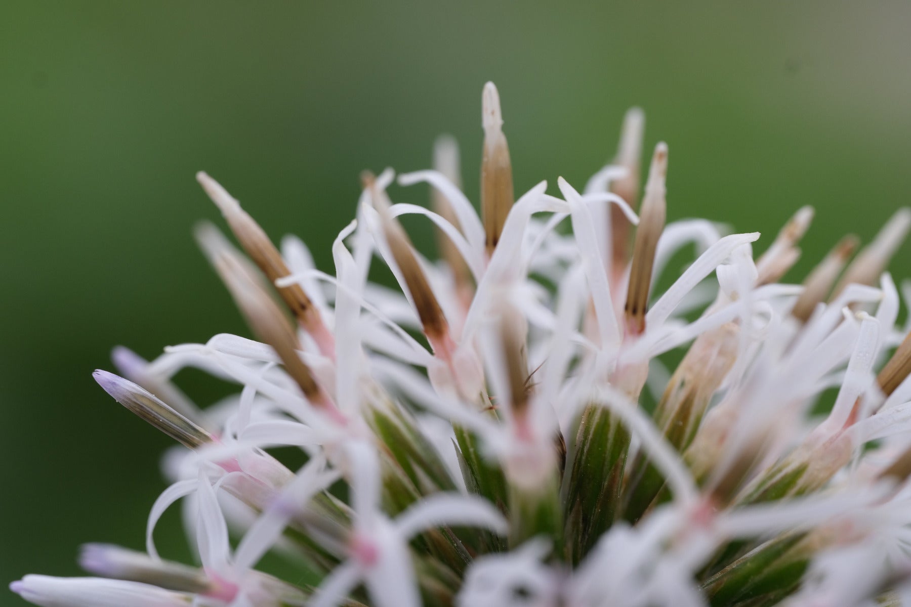 Close-up of a white Echinops bannaticus &