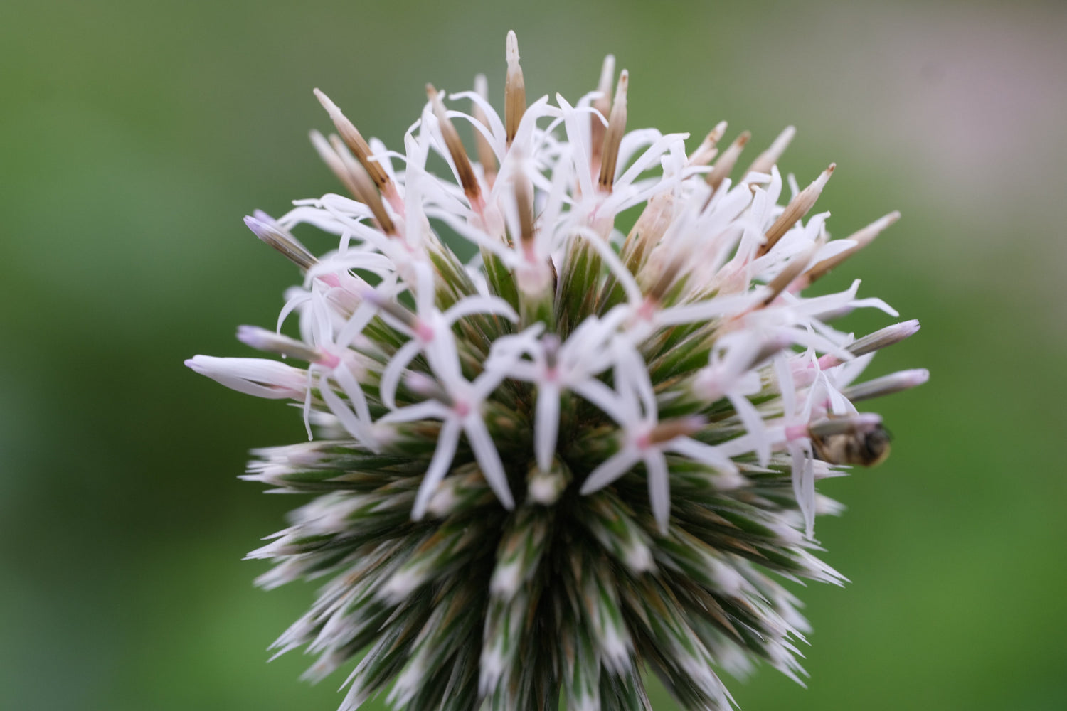 Close-up of a white Echinops bannaticus &