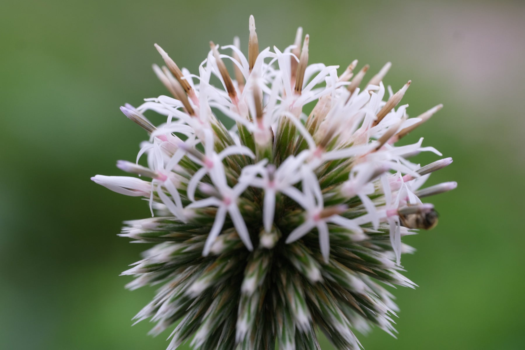 Close-up of a white Echinops bannaticus &