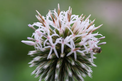 Close-up of a white Echinops bannaticus &
