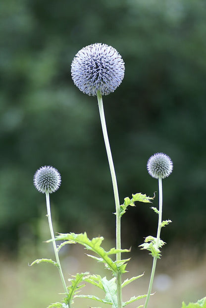 Echinops exaltatus (Russian globe thistle) flowers