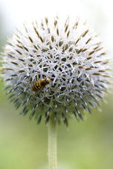 Echinops exaltatus (Russian globe thistle) flower with pollinator