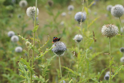 Echinops exaltatus (Russian globe thistle) field of flowers with pollinator