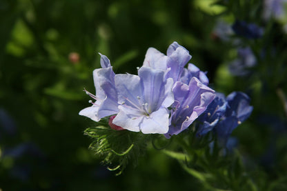 Close-up of a light blue-purple flower of Echium vulgare &