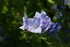 Close-up of a light blue-purple flower of Echium vulgare &