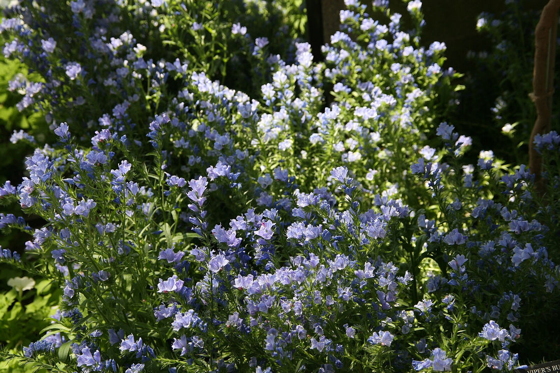 light blue-purple flowers of Echium vulgare &