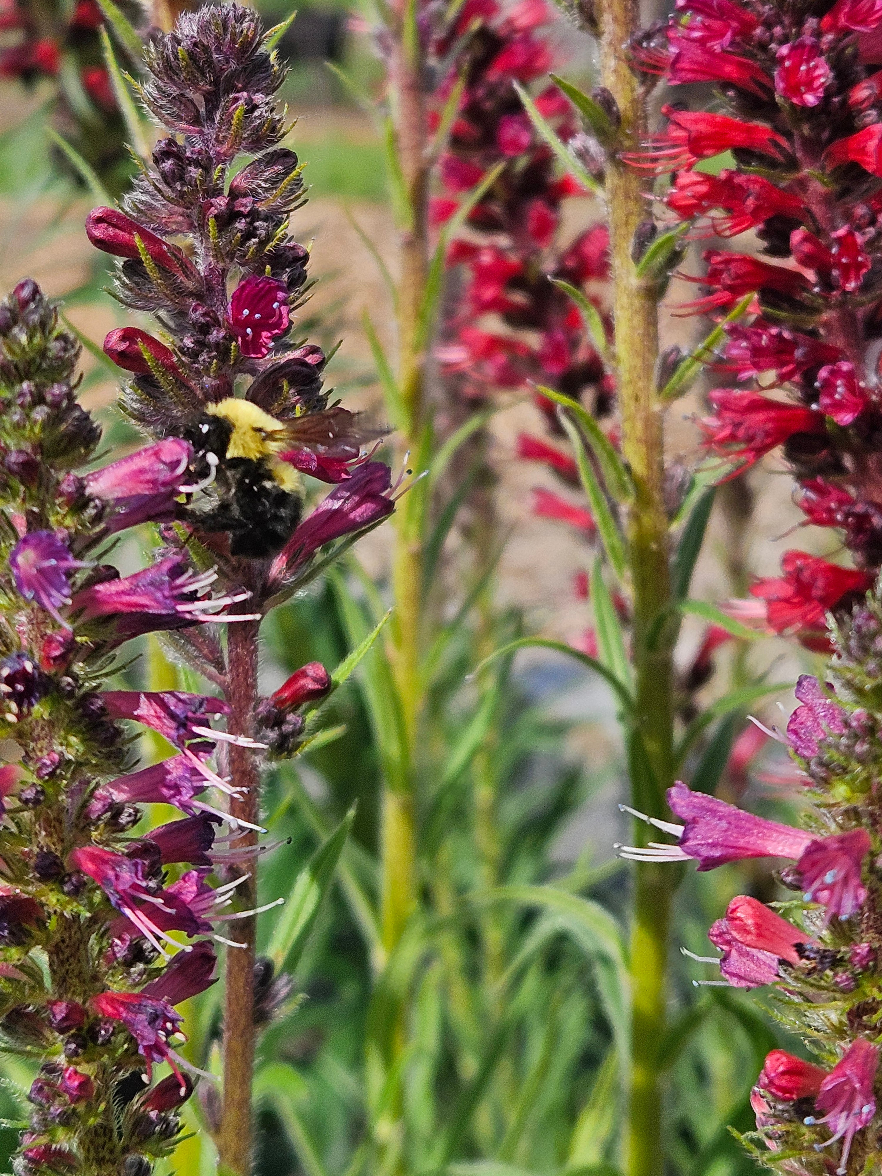 Echium russicum (viper&