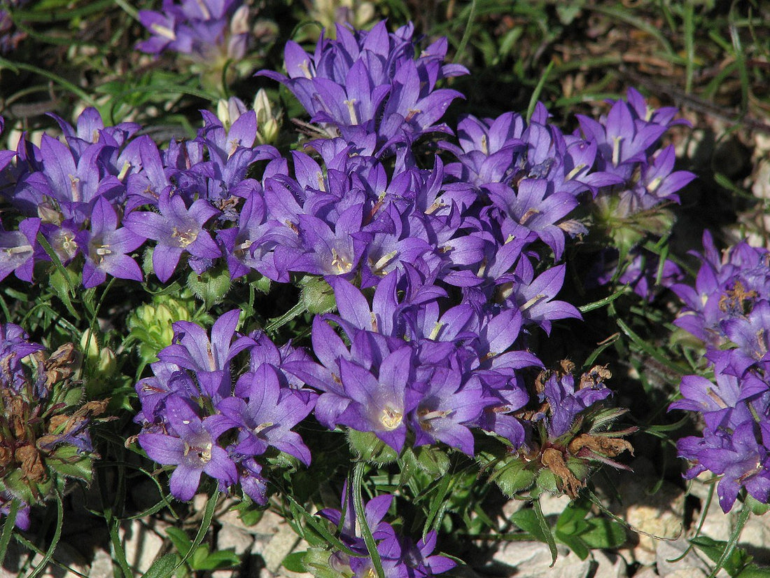 Edraianthus graminifolius (grassy bells)