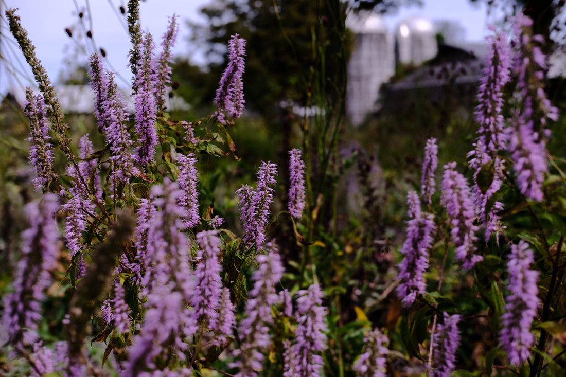 Image of lilac flowers of Elsholtzia stauntonii , commonly known as Chinese mint shrub, in the fall garden 