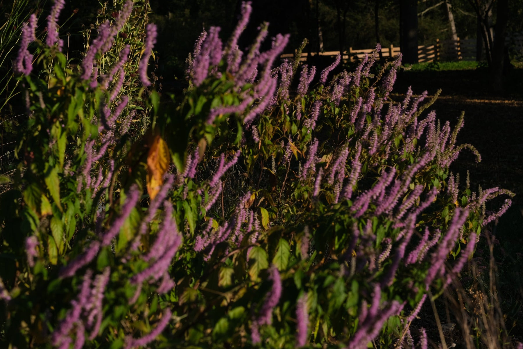 Image of lilac flowers of Elsholtzia stauntonii , commonly known as Chinese mint shrub, in the late fall garden 