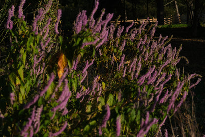 Image of lilac flowers of Elsholtzia stauntonii , commonly known as Chinese mint shrub, in the late fall garden 