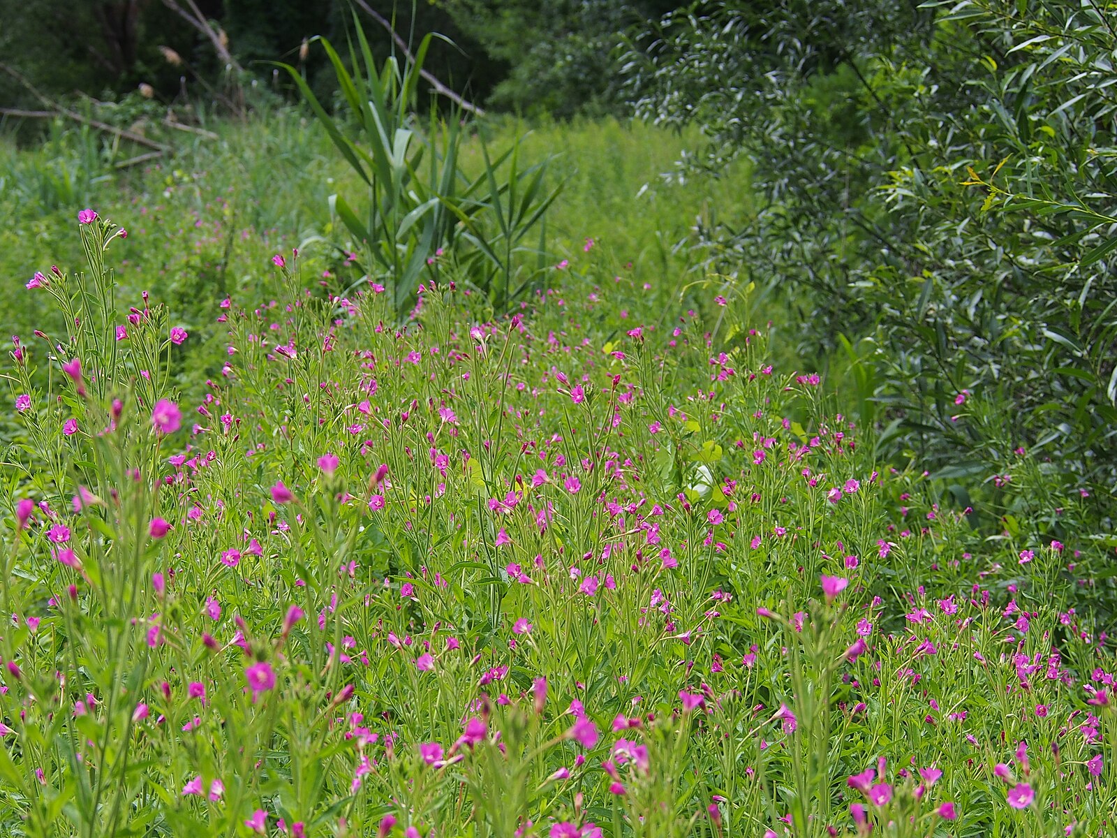 Field of pink Epilobium hirsutum, commonly known as hairy willowherb, flowers with green grass and plants in the background