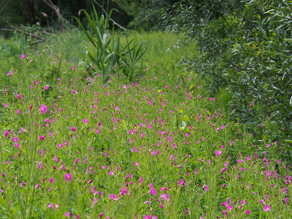 Field of pink Epilobium hirsutum, commonly known as hairy willowherb, flowers with green grass and plants in the background