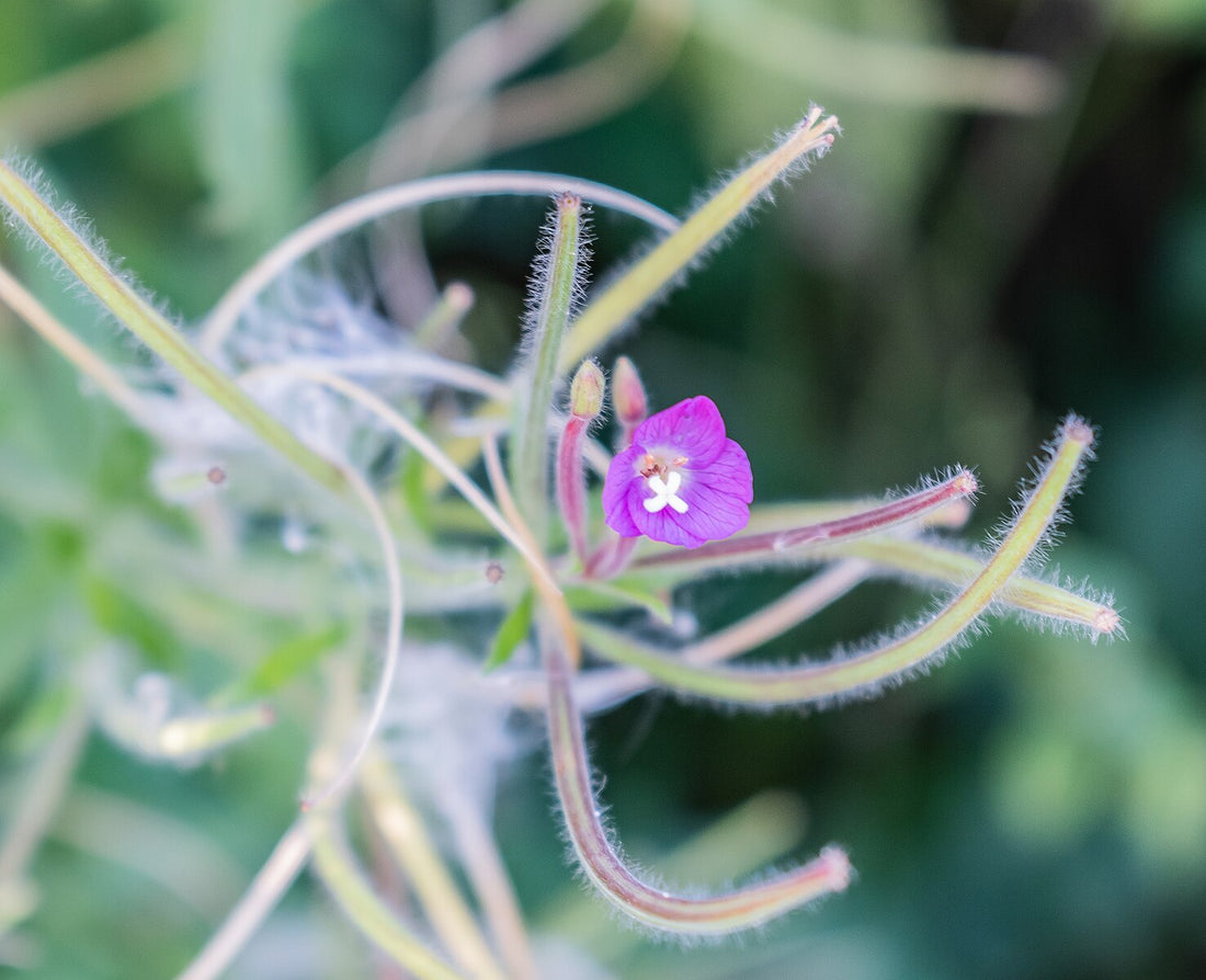 Close-up of a purple Epilobium hirsutum, commonly known as hairy willowherb, flower with green stems and leaves on a blurred natural background