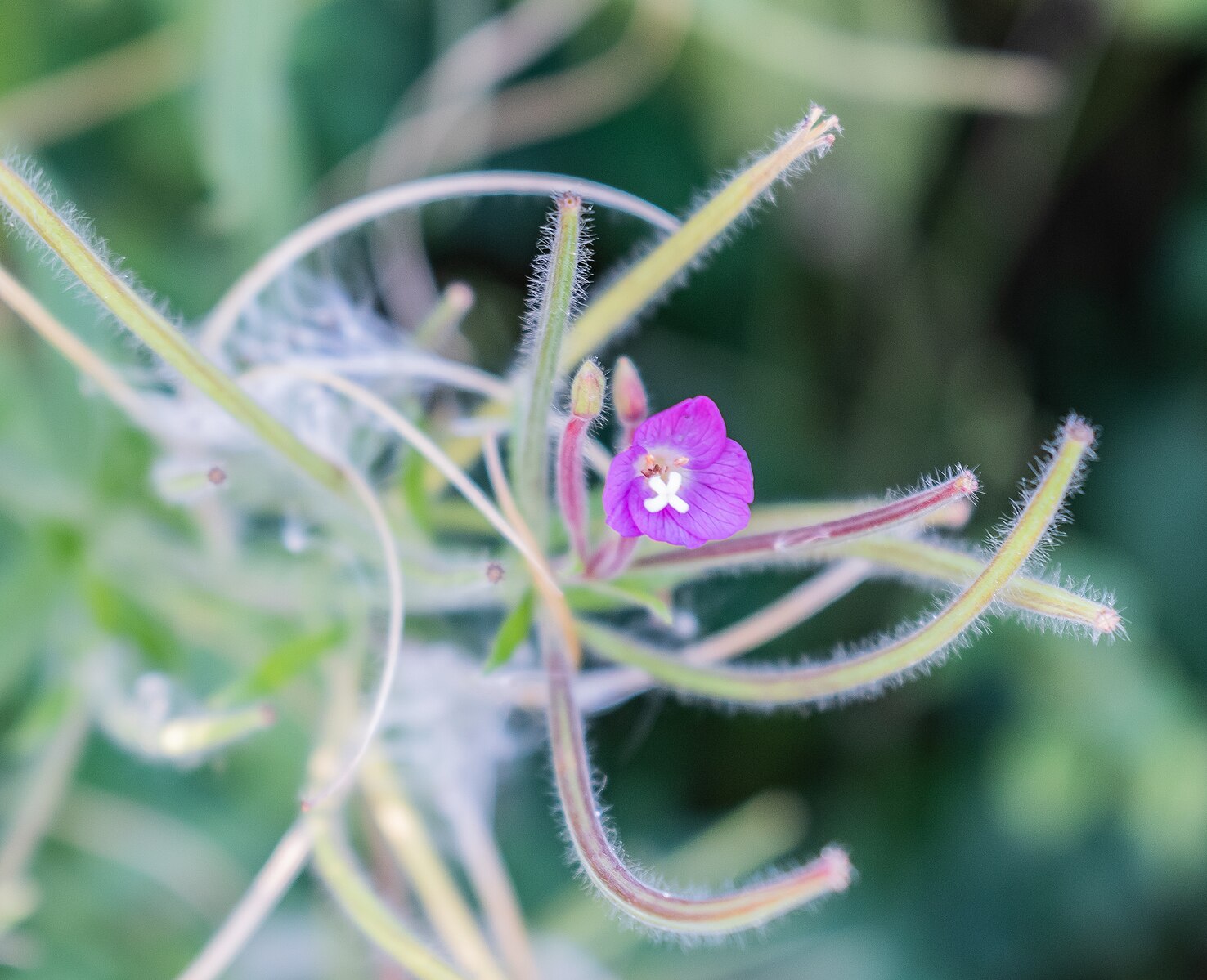 Close-up of a purple Epilobium hirsutum, commonly known as hairy willowherb, flower with green stems and leaves on a blurred natural background