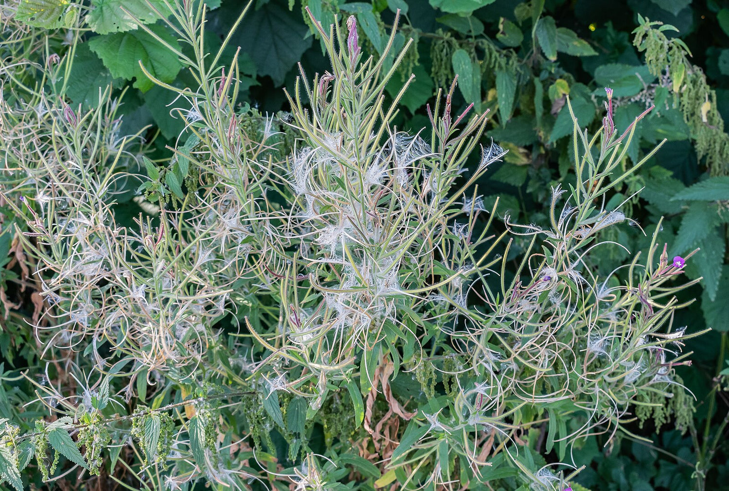 Epilobium hirsutum, commonly known as hairy willowherb,  plant with thin stems and small leaves against a green background